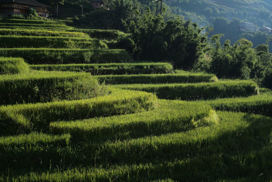 Vietnam Sapa rice terraces