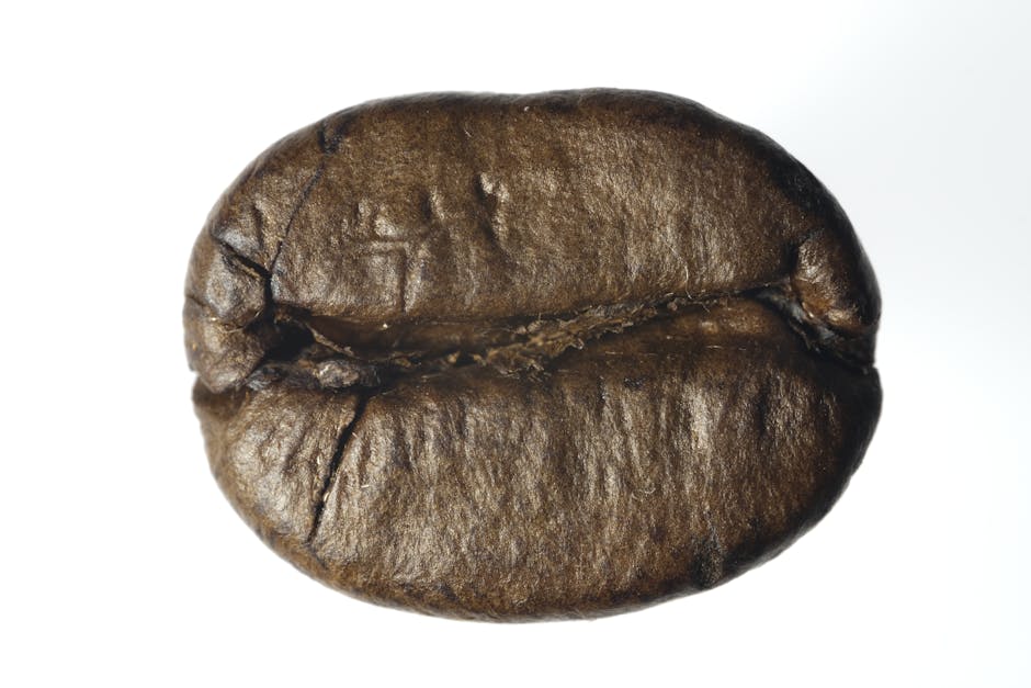 Single roasted coffee bean closeup
