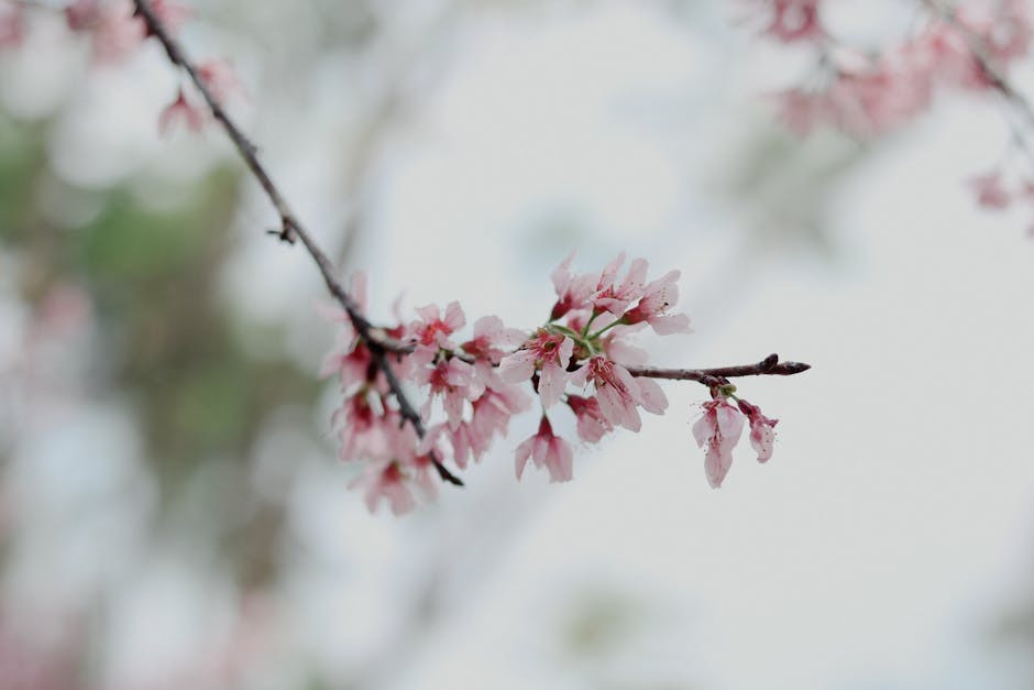Cherry blossoms in spring bloom in Da Lat Vietnam