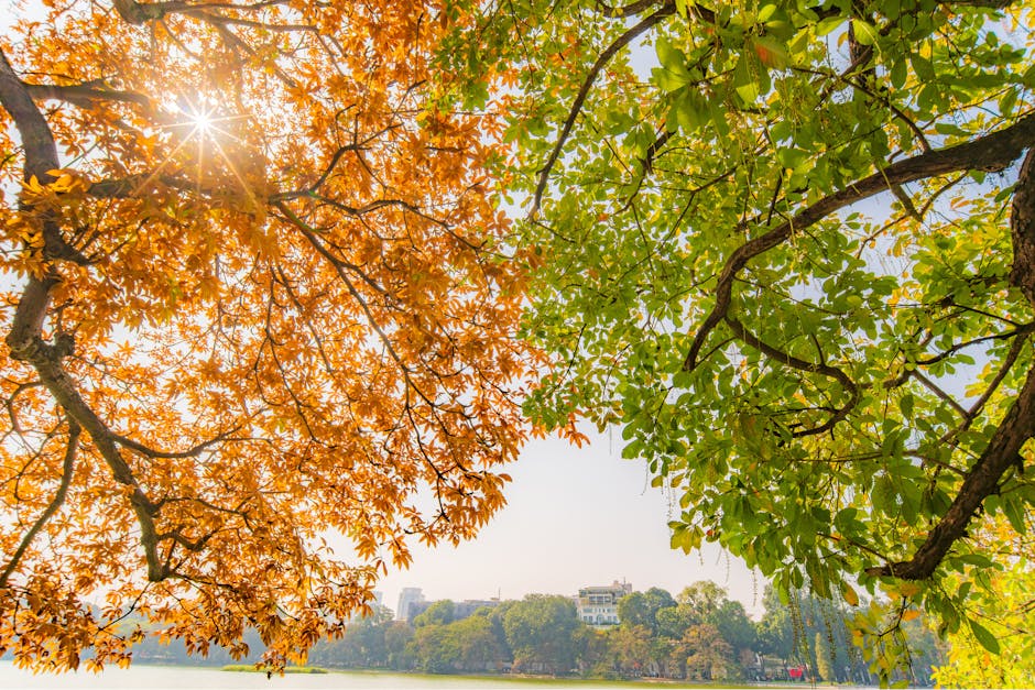 Hanoi in Autumn: Best Travel Season Guide (2026) 3 Autumn foliage over Hanoi lake