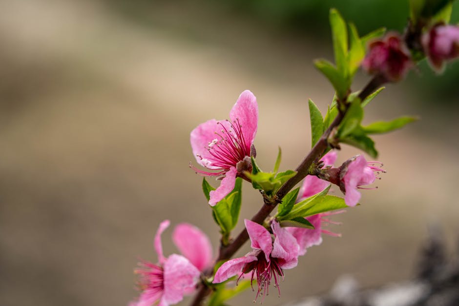 Hanoi in Spring: Weather, Flowers & Travel Tips (2026) 3 Vibrant pink peach blossoms in Asia