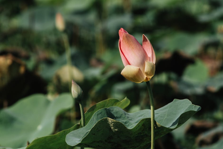 Hanoi in Summer: Heat & Rainy Season Travel Guide (2026) 1 Beautiful lotus flower blooming in Vietnamese pond