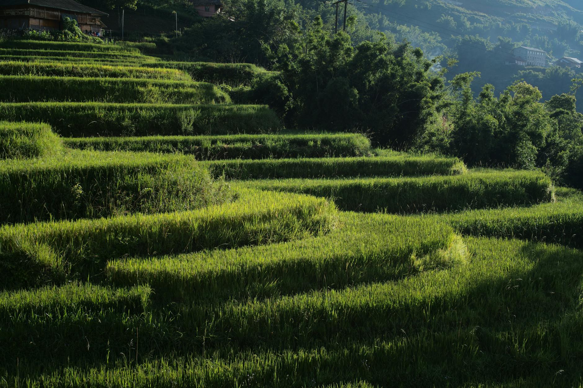 Scenic view of green rice terraces under sunlight