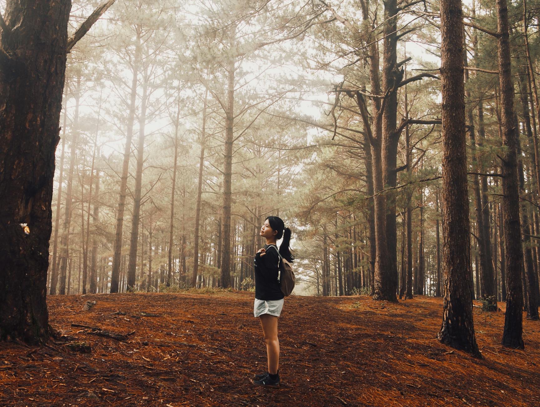 Young woman hiking in a misty pine forest in Vietnam
